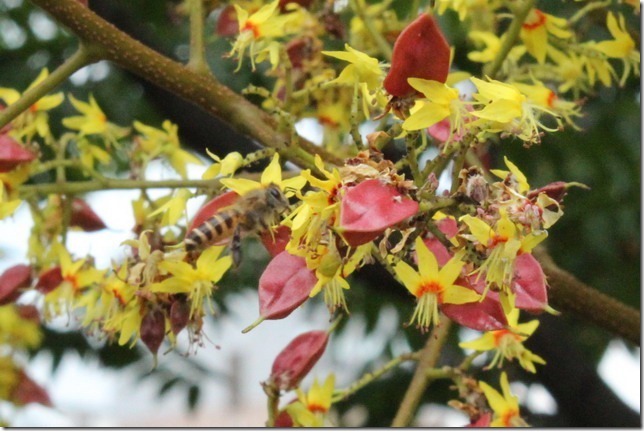 沒在台灣欒樹上看見赤星椿象，但蜜蜂卻受不了花香的誘惑，跑來湊熱鬧。