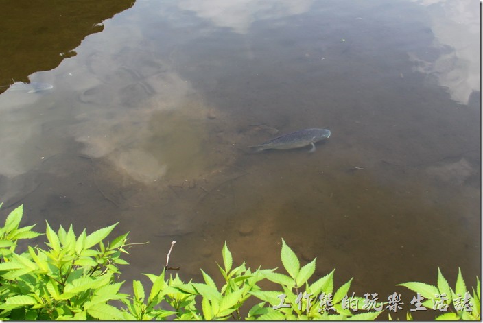 日本北九州-金鱗湖中有許多的鯽魚，傳說可以看得到魚鱗反光的水影，個人覺得有點難。