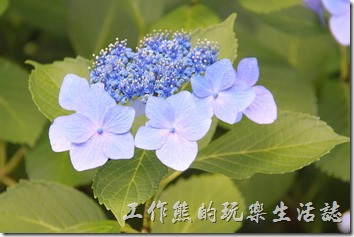 日本北九州-金鱗湖。每年的六月份事繡球花的花季，金鱗湖的路上有很多的繡球花栽種。
