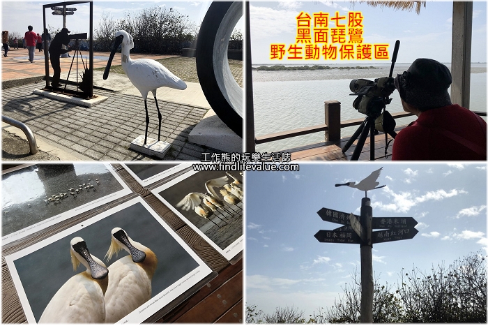 《台南旅遊》[七股]黑面琵鷺野生動物保護區賞鳥走春