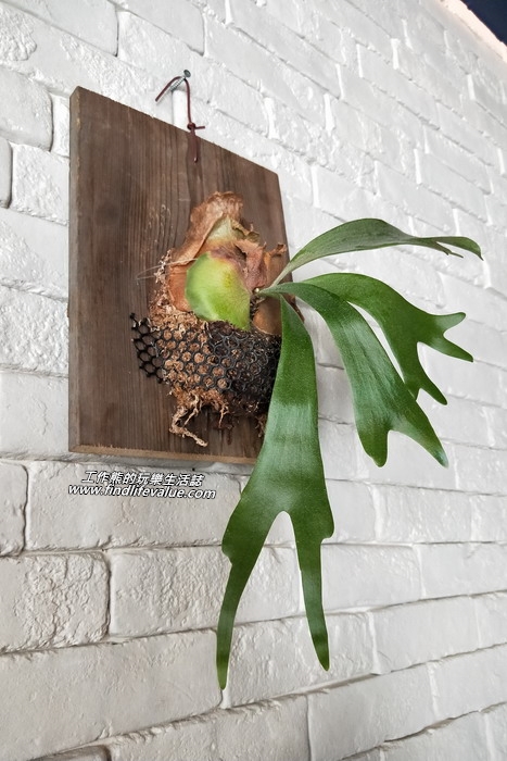 台南【豆弄．手做】咖啡早午餐。掛在牆上的「鹿角蕨」，聽說這植物很不好養，這裡的牆上養了兩株！